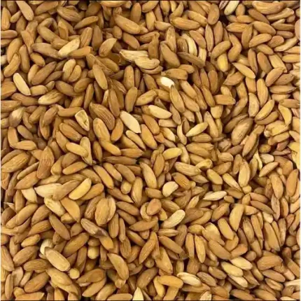PREMIUM ALMONDS Crunchy | Fresh | Naturally Nutritious LondonBazaar