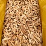 AFGHAN ALMONDS IN SHELL  Crunchy | Raw | Naturally Protected - Image 2